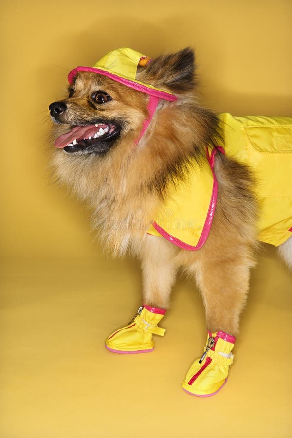 Dog Wearing Coat and Boots stock image. Image of coat 42272631