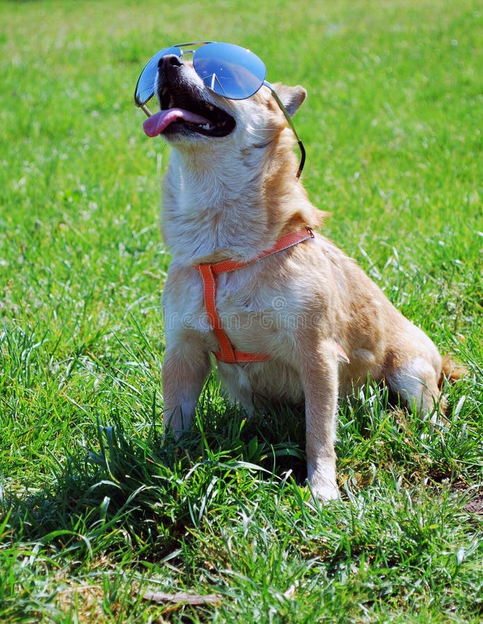 Dog Wearing Sunglasses on the Green Grass Stock Photo Image of animal