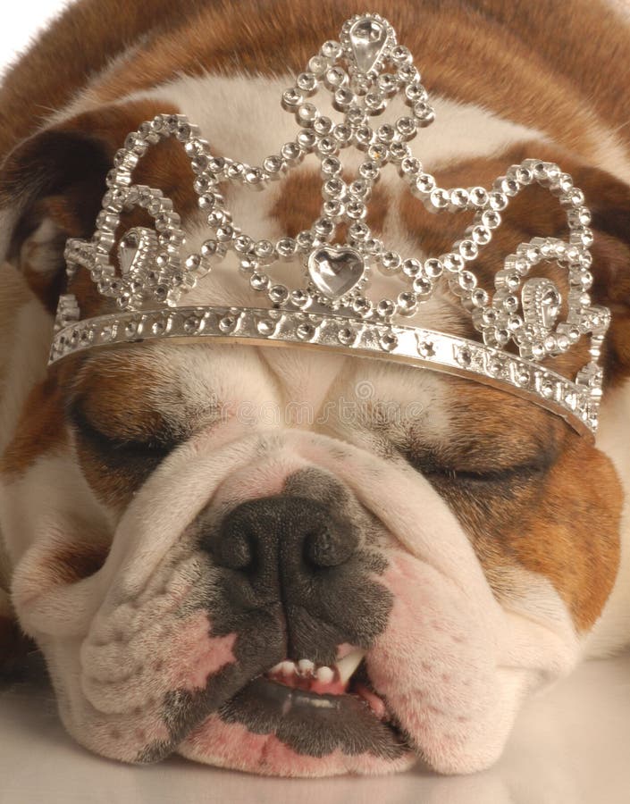 Dog wearing tiara stock photo. Image of bull, funny, bulldog 6958874