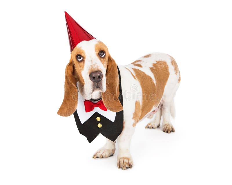 Basset Hound breed dog wearing a red party hat and formal tuxedo vest. Basset Hound breed dog wearing a red party hat and formal tuxedo vest
