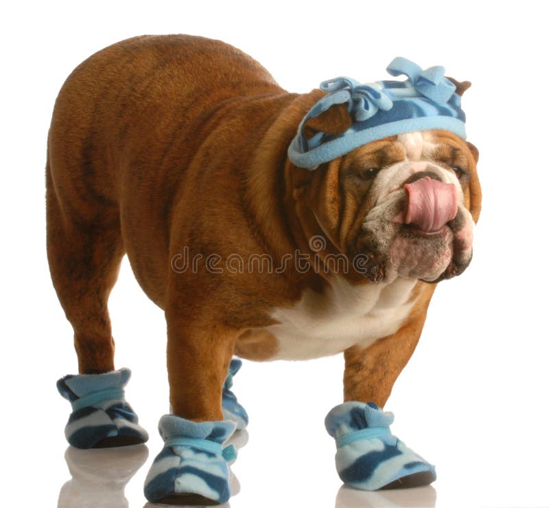 Dog Wearing Winter Hat and Boots Stock Photo Image of color, english