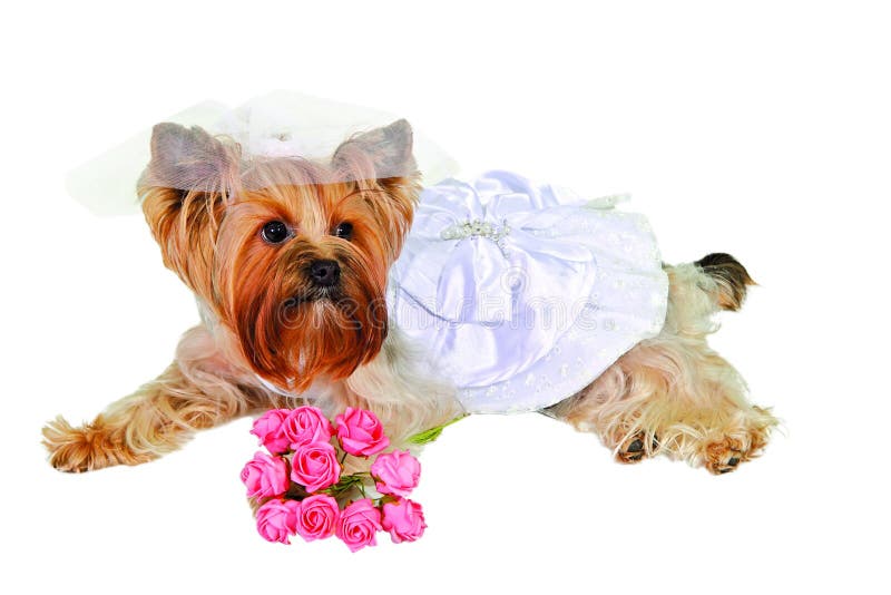 Dog in wedding dress stock photo. Image of present, domestic - 10448728