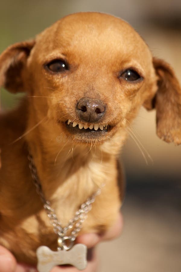 Dog with weird smile