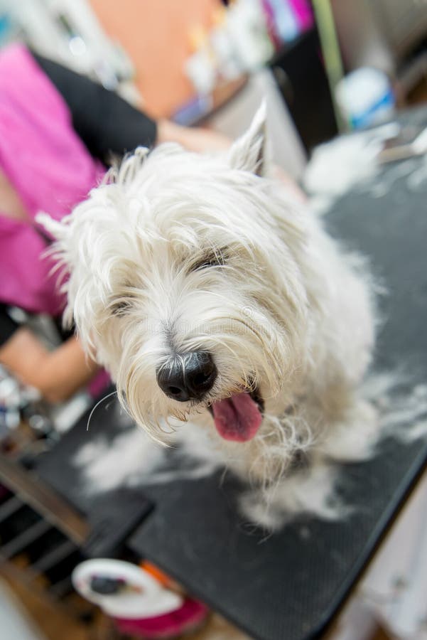 Dog West Highland White Terrier Grooming Stock Photo Image of terrier