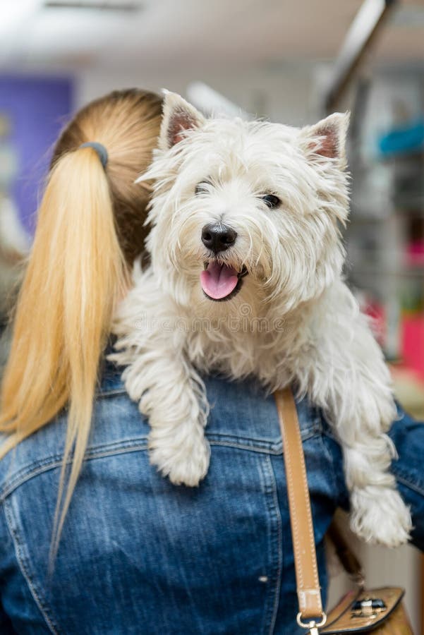 Dog West Highland White Terrier Grooming Stock Image Image of cute