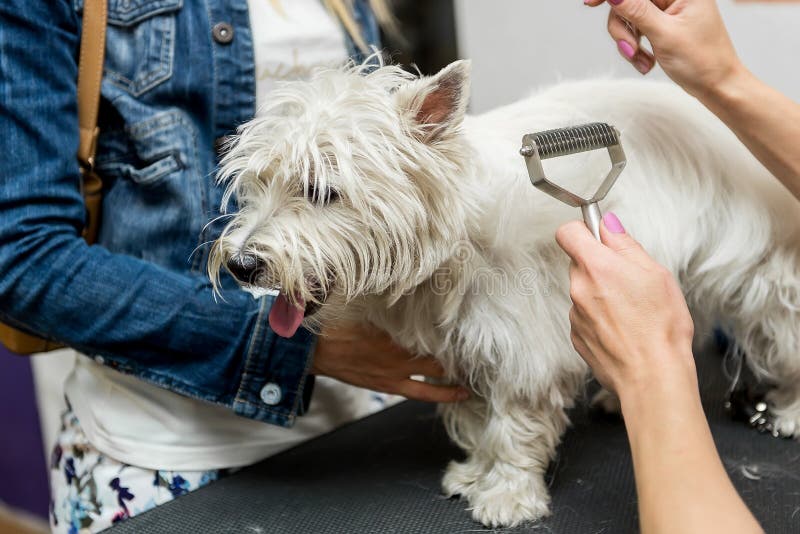Dog West Highland White Terrier Grooming Stock Photo Image of breed