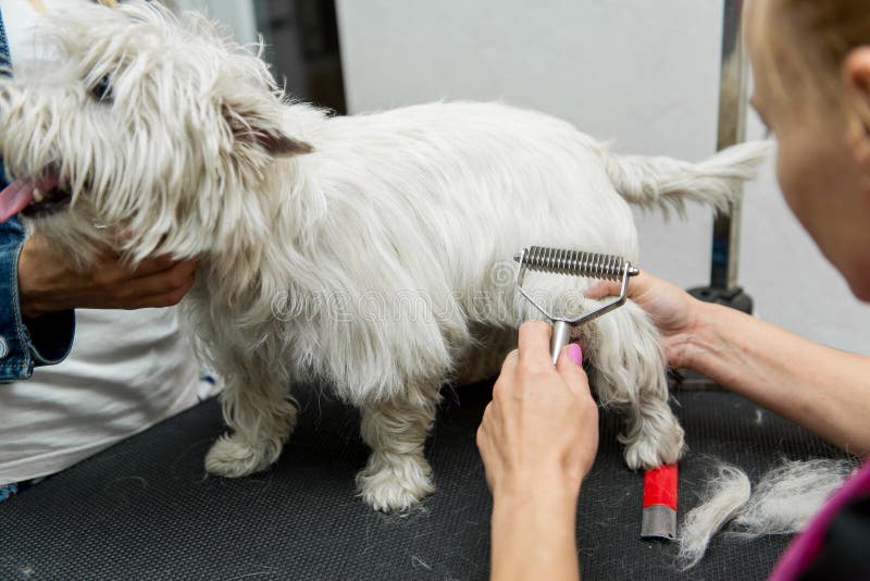 Dog West Highland White Terrier Grooming Stock Image Image of