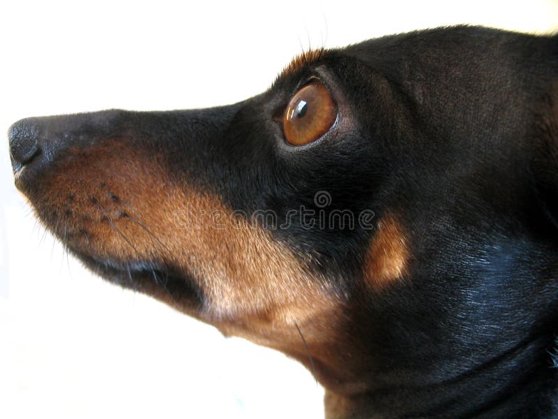 Mini pinscher mix top