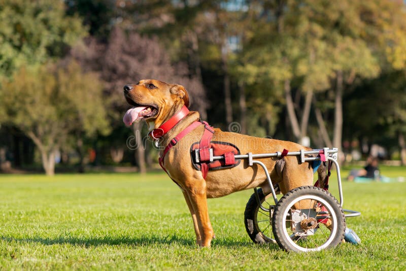 Dog in wheelchair stock image. Image of handicapped 250037005