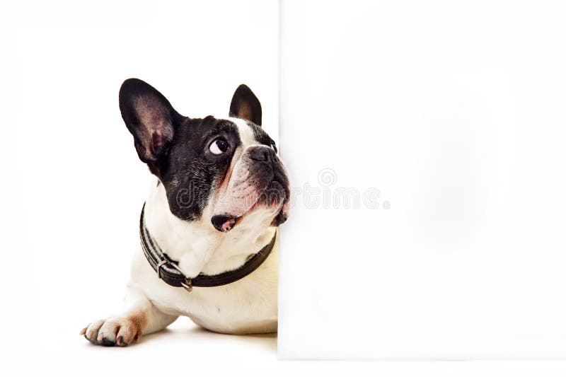 Dog on white background