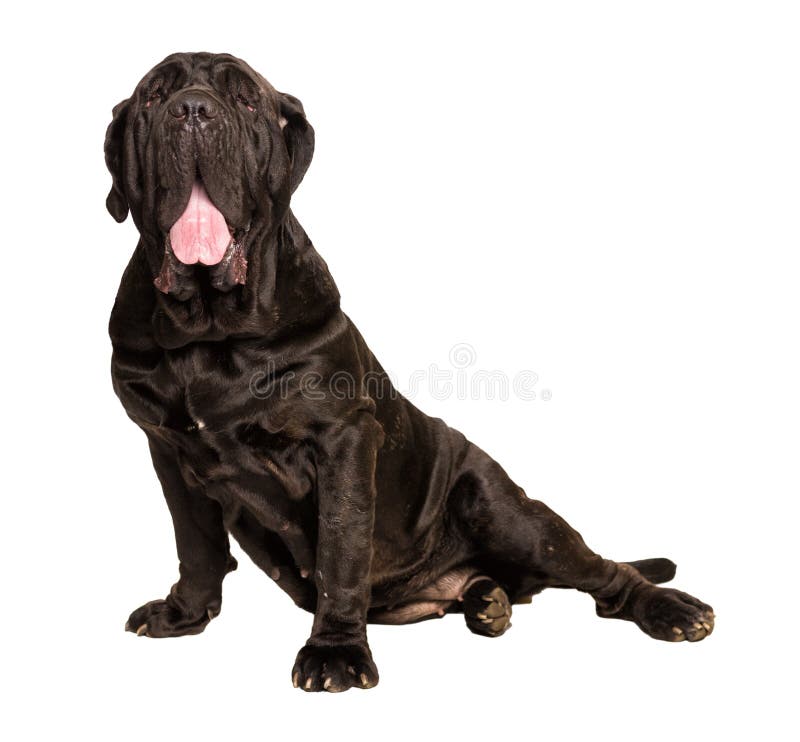 Dog on white background