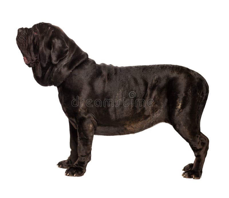 Dog on white background