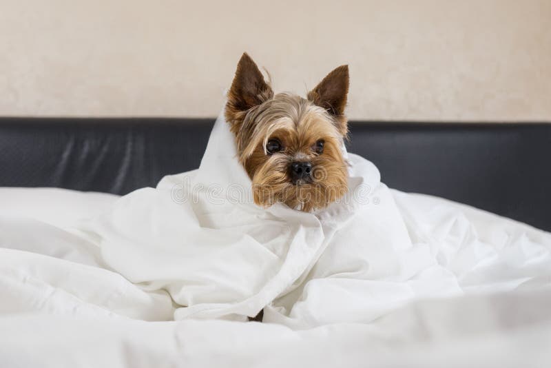 A Dog in a White Blanket in Bed, a Yorkshire Terrier Stock Photo