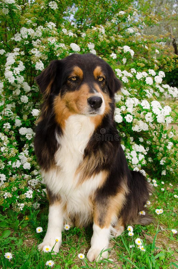 Dog on the white flowers