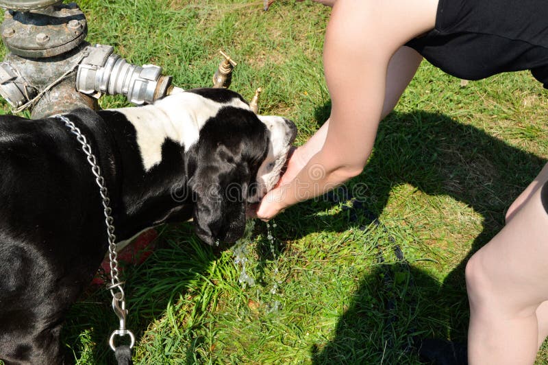 Dog who drinks stock photo. Image of complicity, guardian 217217242
