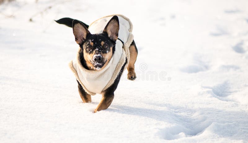 Dog in winter with clothes