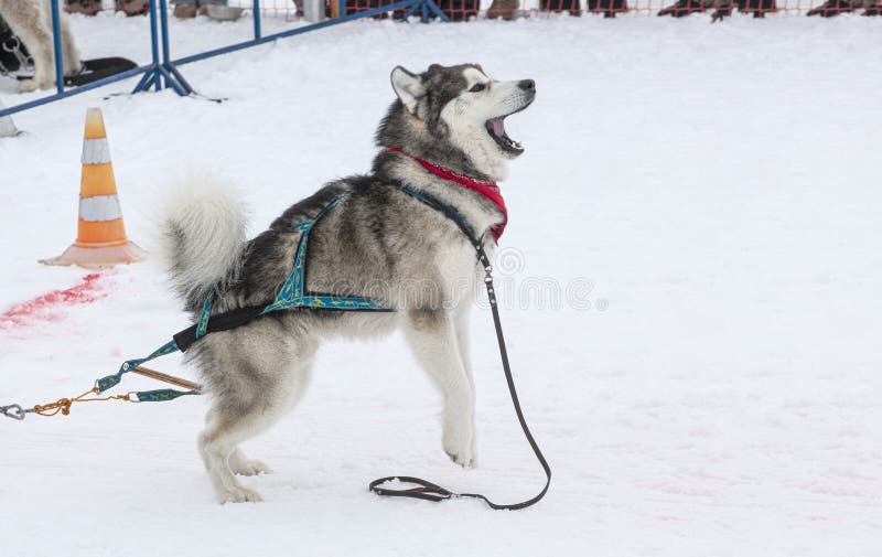 Dog in the Winter Competitions Weight Pulling Stock Photo Image of