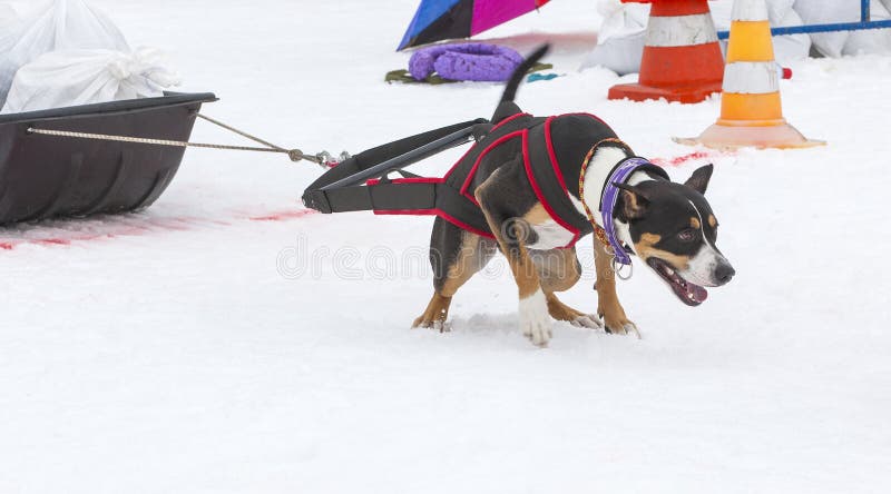 dog weight pulling sled