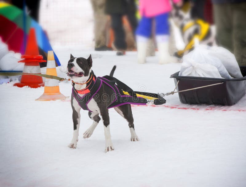 335 Dog Pulling Rope Stock Photos Free & RoyaltyFree Stock Photos