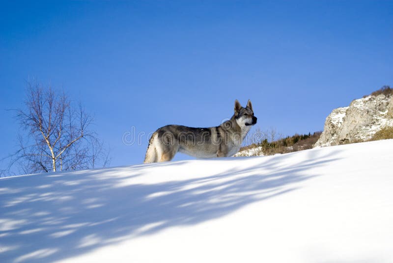 Dog in winter forest