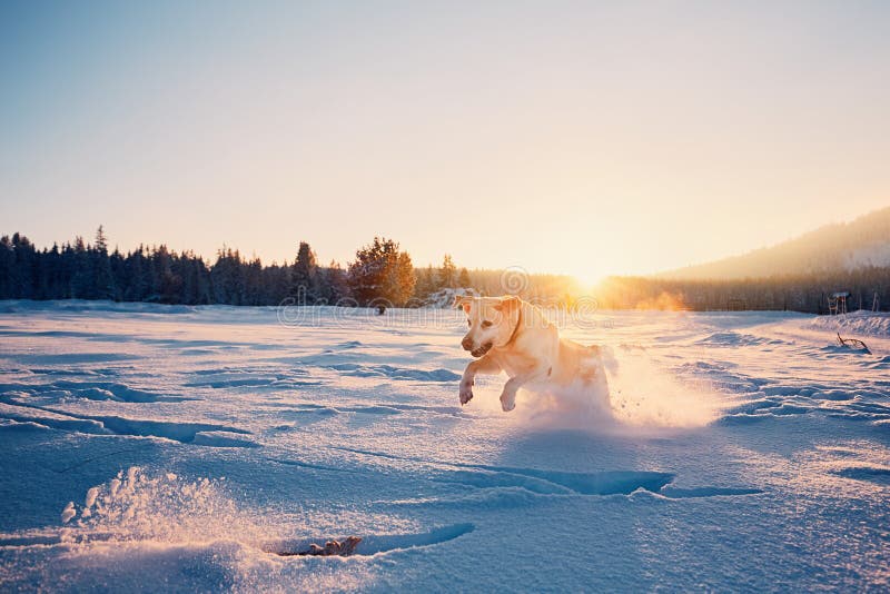 Dog in winter nature