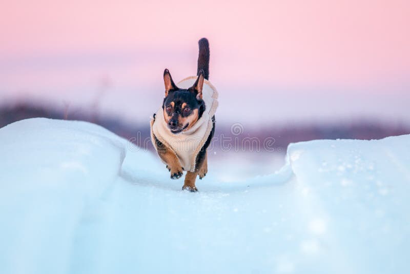 Dog in winter