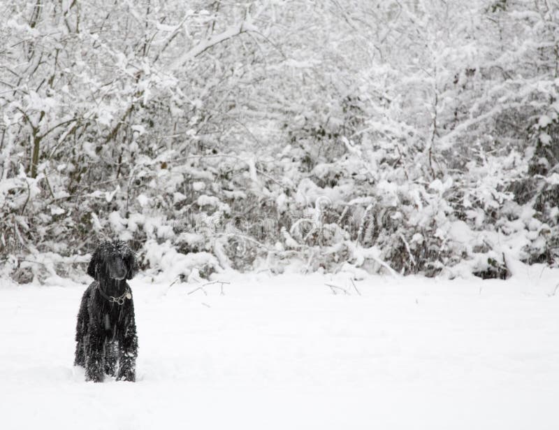 Dog in winter snow stock photography Dog in winter snow stock photography
