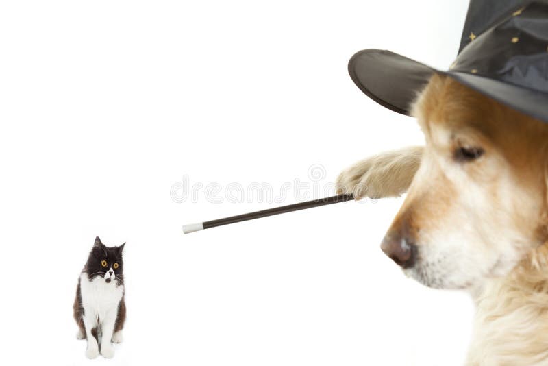 Dog Wizard. Enchanting a poor Persian cat stock images Dog Wizard. Enchanting a poor Persian cat stock images