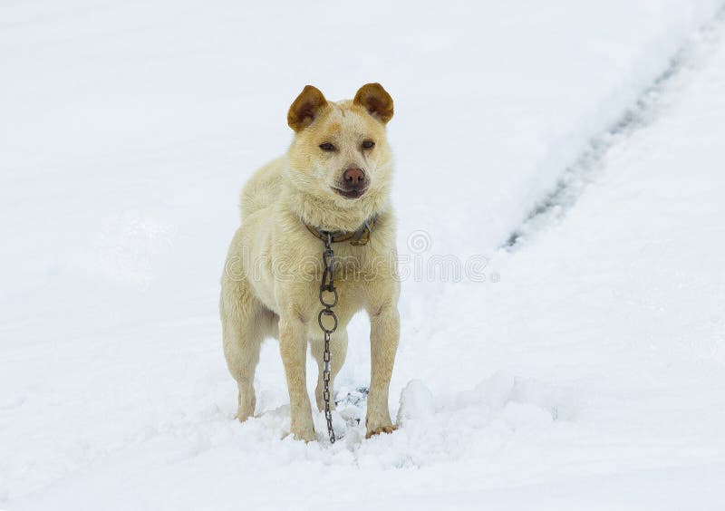 264 Dog Feeling Cold Stock Photos Free & RoyaltyFree Stock Photos