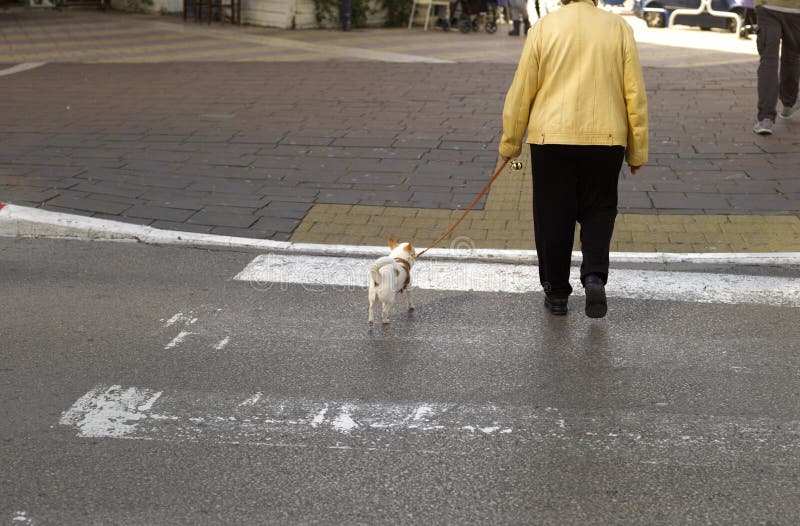 Dog and Woman Crossing Street Stock Photo - Image of animal, city: 137419748 Dog and Woman Crossing Street Stock Photo - Image of animal, city: 137419748