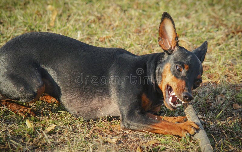 Dog Woods Gnaws Wooden Stick Stock Photos Free & RoyaltyFree Stock