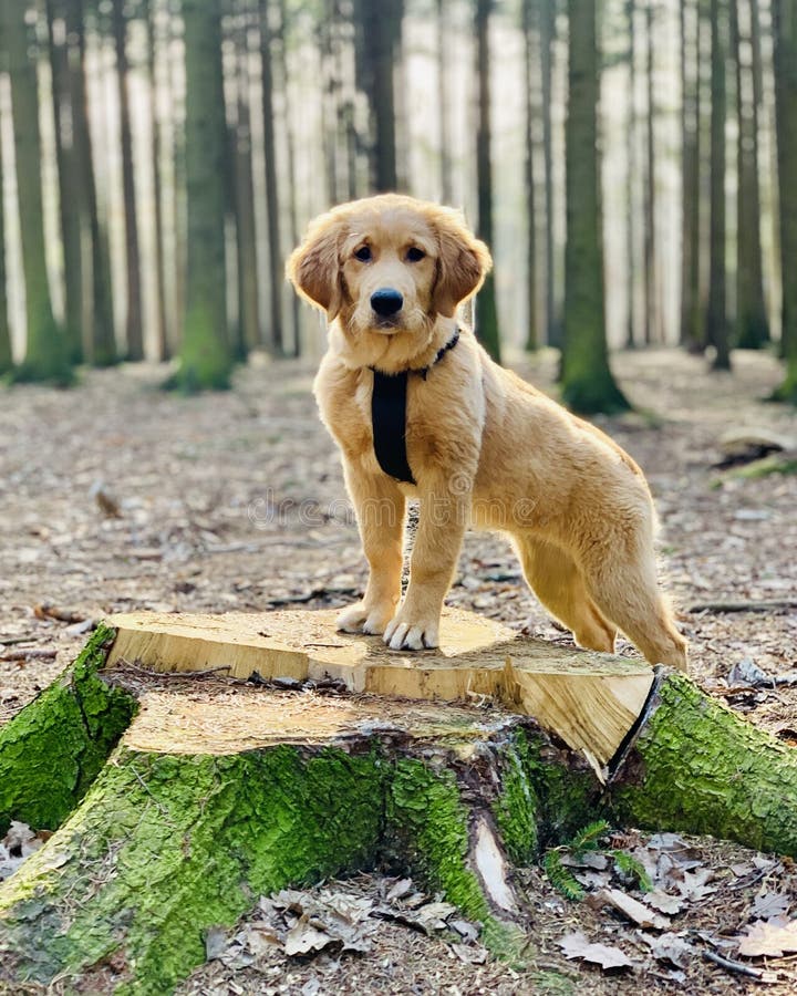 Dog in the woods stock photo. Image of outdoor, golden 140964694