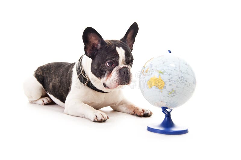 Dog with world map