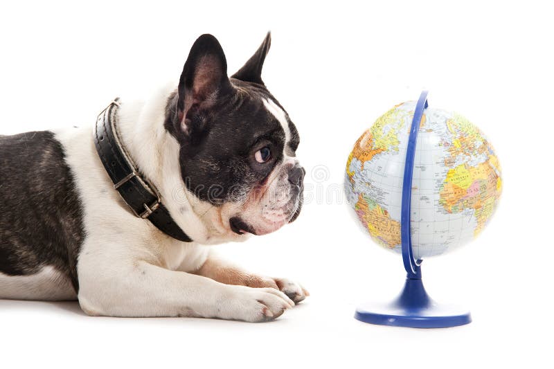 Dog with world map