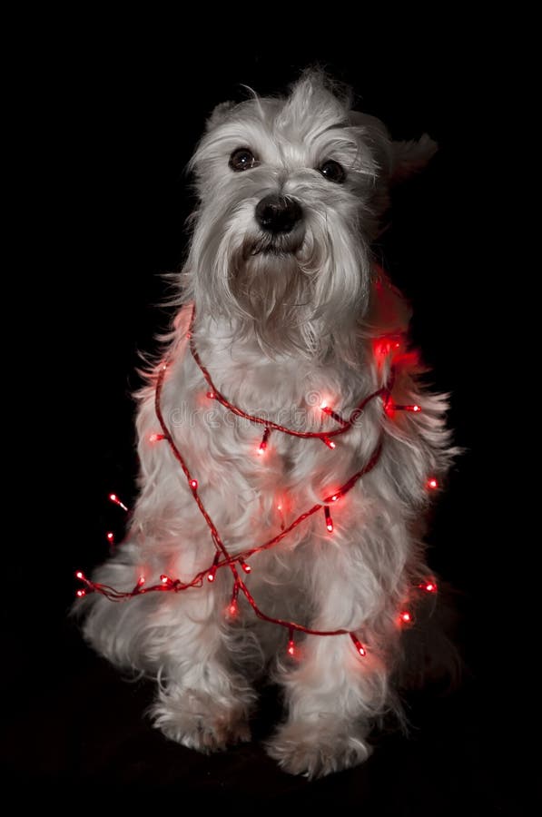 Dog is Wrapped in Christmas Lights Stock Image Image of home, lights 46525511