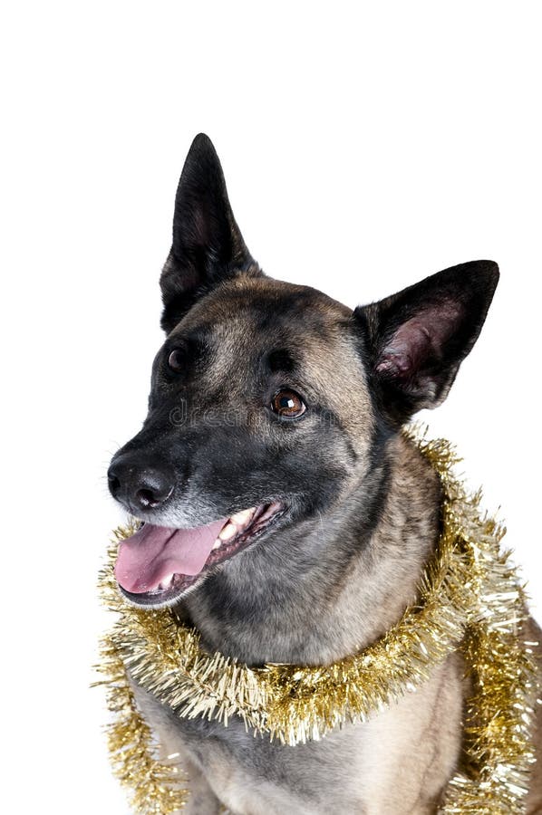 Dog Wrapped in Gold Holiday Tinsel Stock Photo Image of studio
