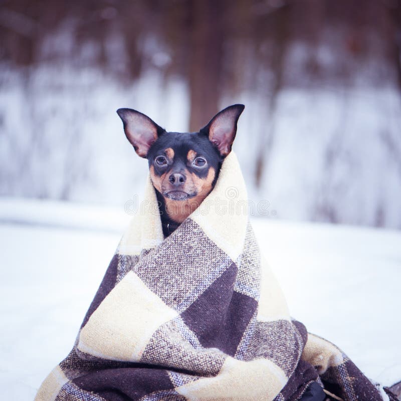 A dog wrapped in a plaid in a winter forest. Zen, meditation, yo royalty free stock photography A dog wrapped in a plaid in a winter forest. Zen, meditation, yo royalty free stock photography