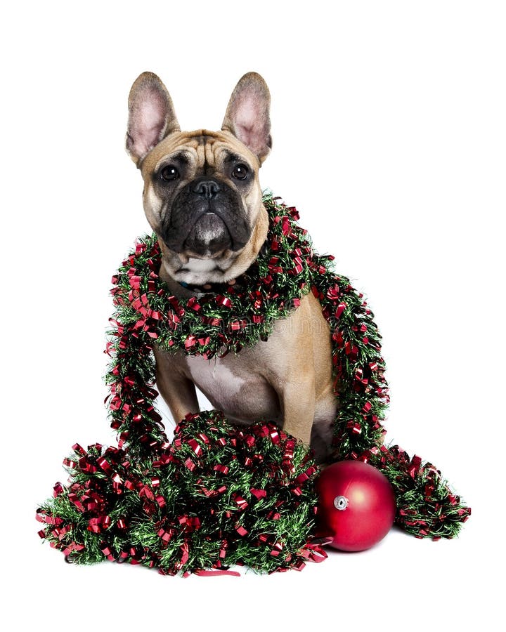 Dog Wrapped Up in Holiday Tinsel Stock Image Image of holiday