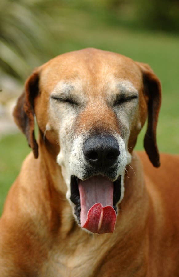 Krásné Africké staré Rhodesian Ridgeback pes psí hlavu portrét s unavený výraz v šedé obličeje a jazyka, z zívání ve dvoře venku