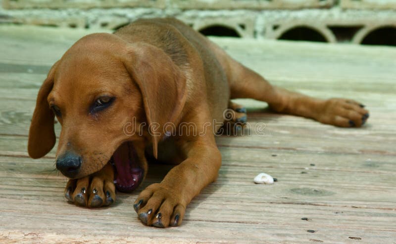 Dog yawning