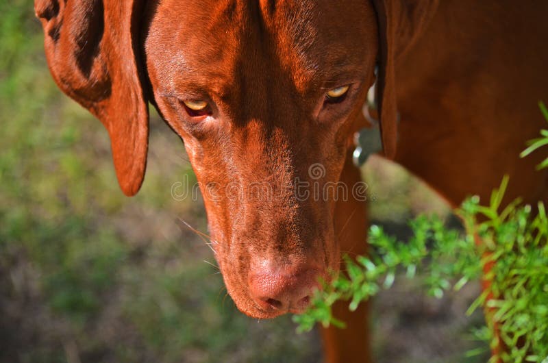 Yellow dog and eyes stock photo. Image of face, looking 107009522