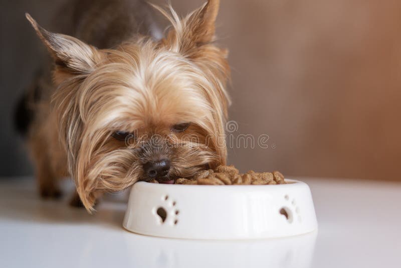 Dog Yorkshire Terrier with a Bowl of Food, Eating Food Stock Photo