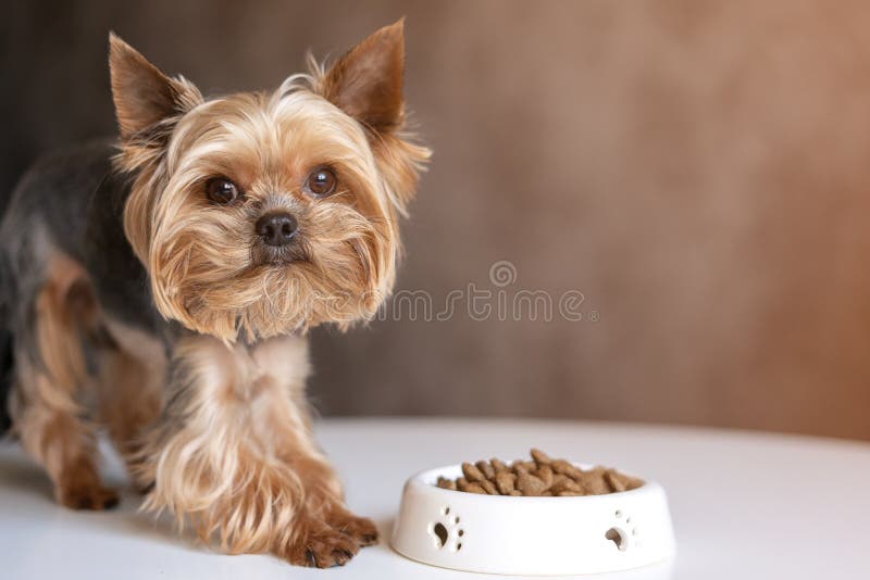 Dog Yorkshire Terrier with a Bowl of Food, Eating Food Stock Image