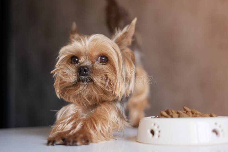 Dog Yorkshire Terrier With A Bowl Of Food, Eating Food Stock Image
