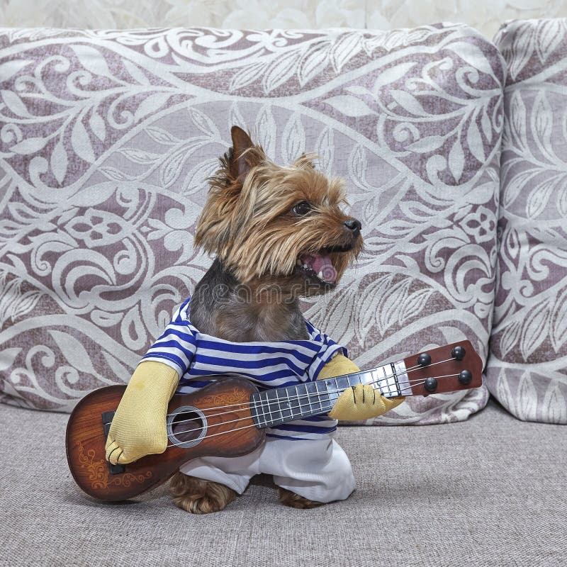 Dog Yorkshire Terrier Which Plays Guitar. Ukulele Stock Image Image