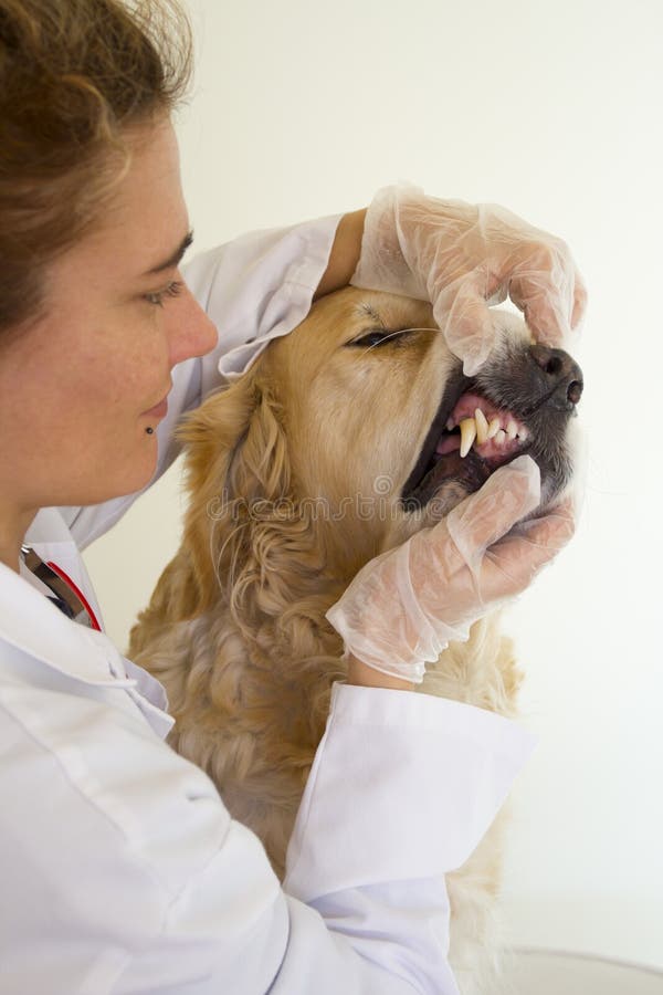 Dog with your veterinarian stock photo. Image of clinical 22351286