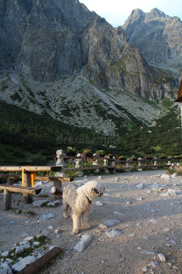 Dog on Zelene pleso chalet in High Tatras