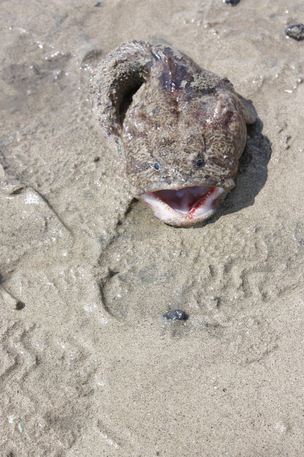 Dogfish stock photo. Image of fish, life, beach, shore - 11983064