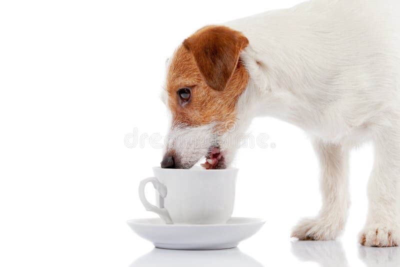 Doggie of breed a Jack Russell Terrier and white cup.