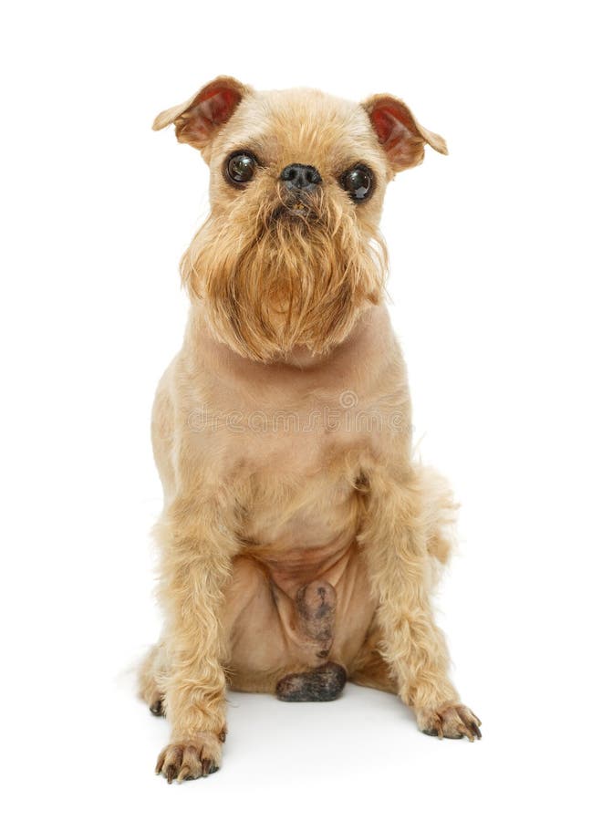 Dog grooming stock image. Image of griffon, bruxellois 34749619